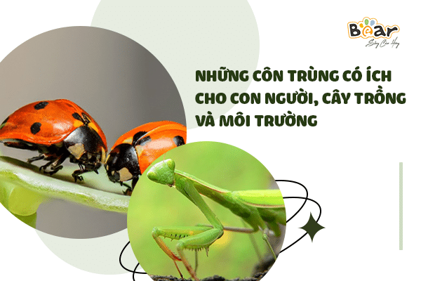 Tổng hợp những loại côn trùng có ích cho con người, cây trồng