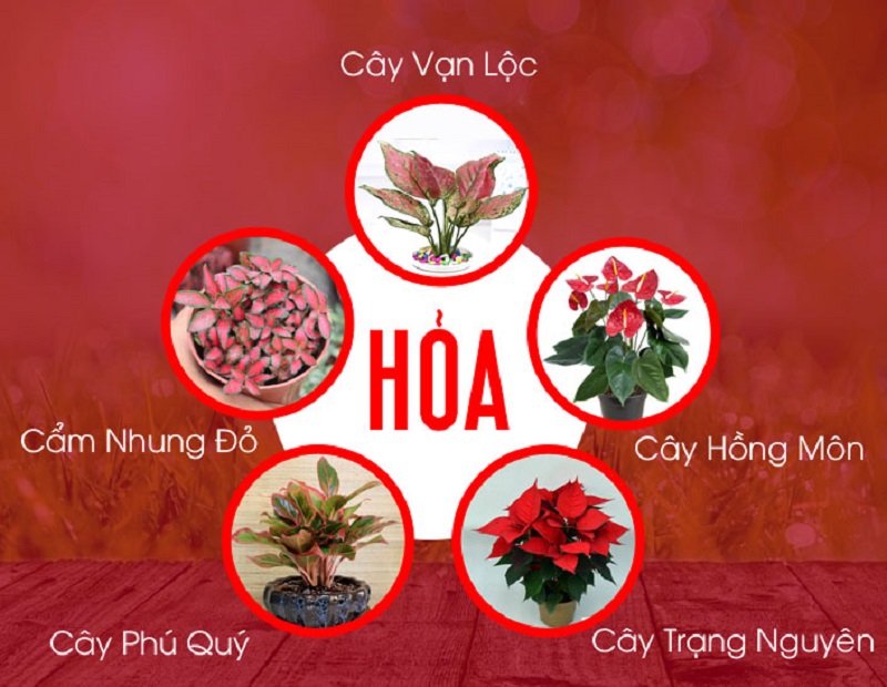 Mệnh Hỏa hợp màu gì? Mệnh Hỏa hợp cây gì?