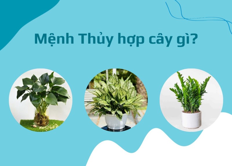 Mệnh Thủy hợp mệnh gì cây gì