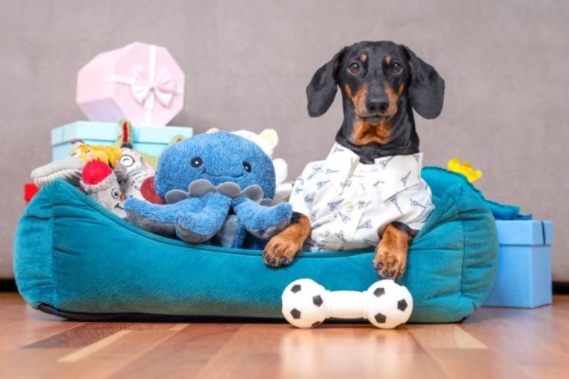 Đồ chơi cho thú cưng ngày càng phổ biến và đa dạng