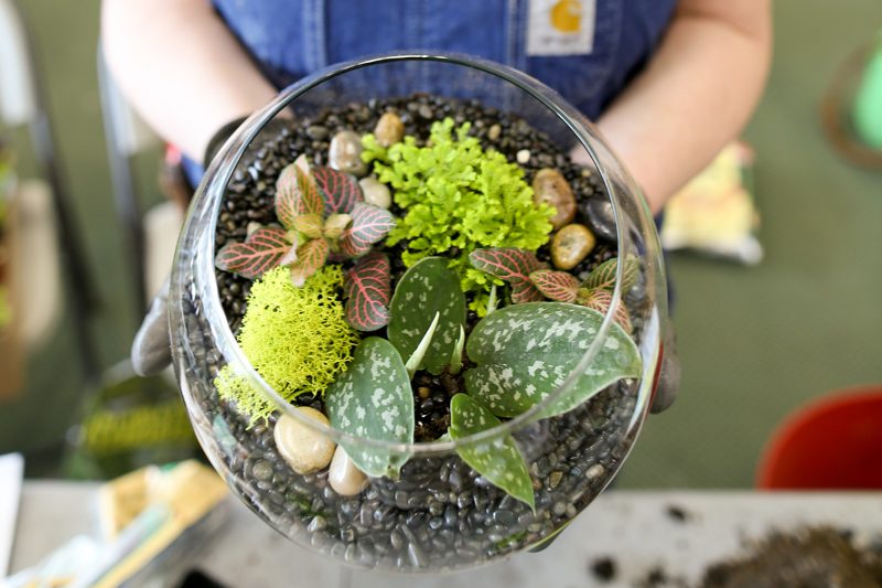 Mặt hàng Terrarium đang rất được giới trẻ ưa chuộng