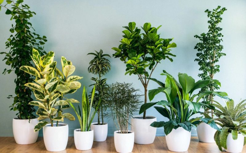Tặng chậu cây cảnh phong thủy cho khách hàng doanh nghiệp