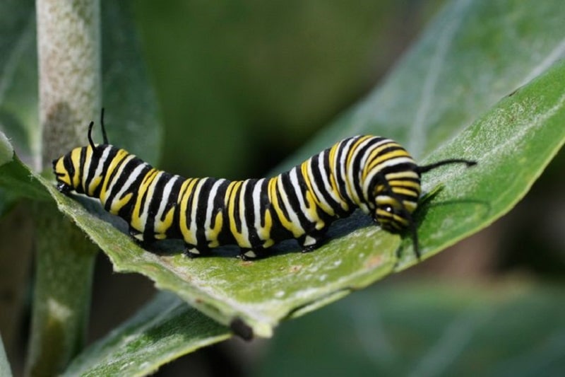 Sâu bướm - côn trùng có hại cho cây trồng