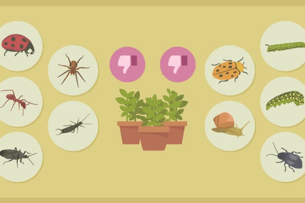 Những loài côn trùng có hại cho con người, cây trồng và môi trường