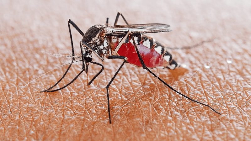 Muỗi - loài côn trùng có hại cho môi trường