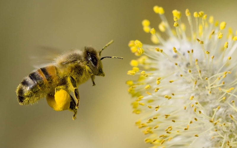 Ong mang lại lợi ích cho cây trồng
