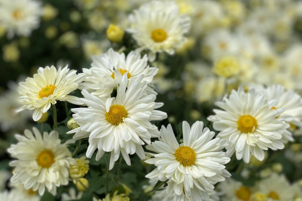 Cúc họa mi - Loài hoa xinh đẹp và ý nghĩa bạn không nên bỏ qua