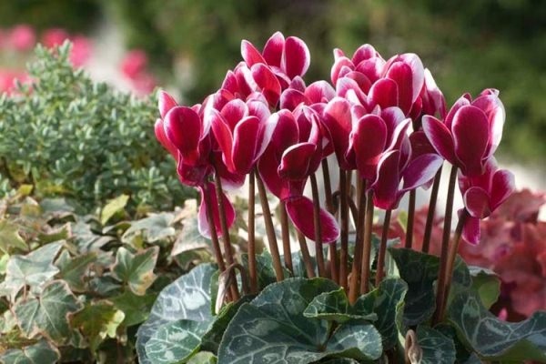 Hoa anh thảo: Nguồn gốc, đặc điểm và ý nghĩa hoa anh thảo
