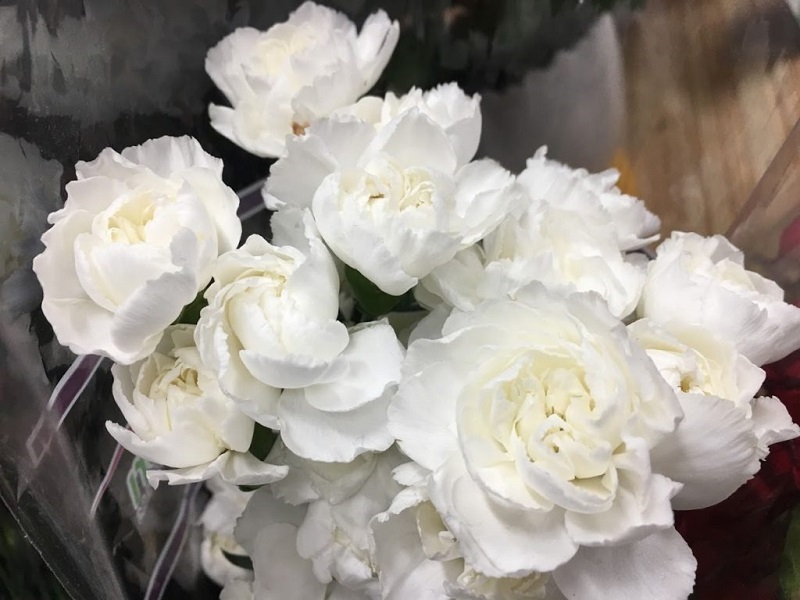 Hoa cẩm chướng trắng