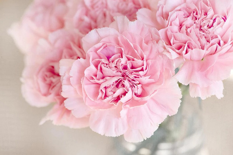 Hoa cẩm chướng hồng