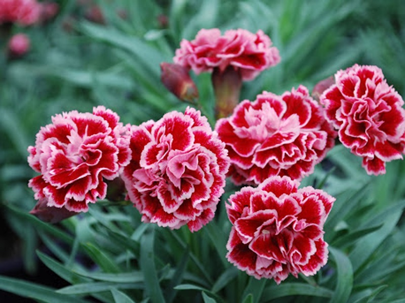 Đặc điểm hoa cẩm chướng
