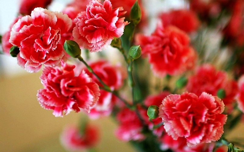 Hướng dẫn cách trồng và chăm sóc hoa cẩm chướng