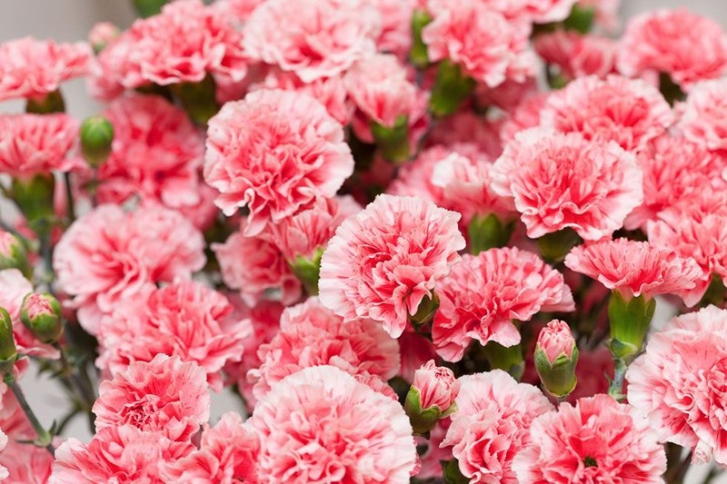 Hoa cẩm chướng là hoa gì?