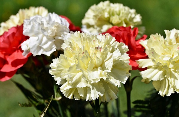 Hoa cẩm chướng là hoa gì? Ý nghĩa hoa cẩm chướng theo từng màu