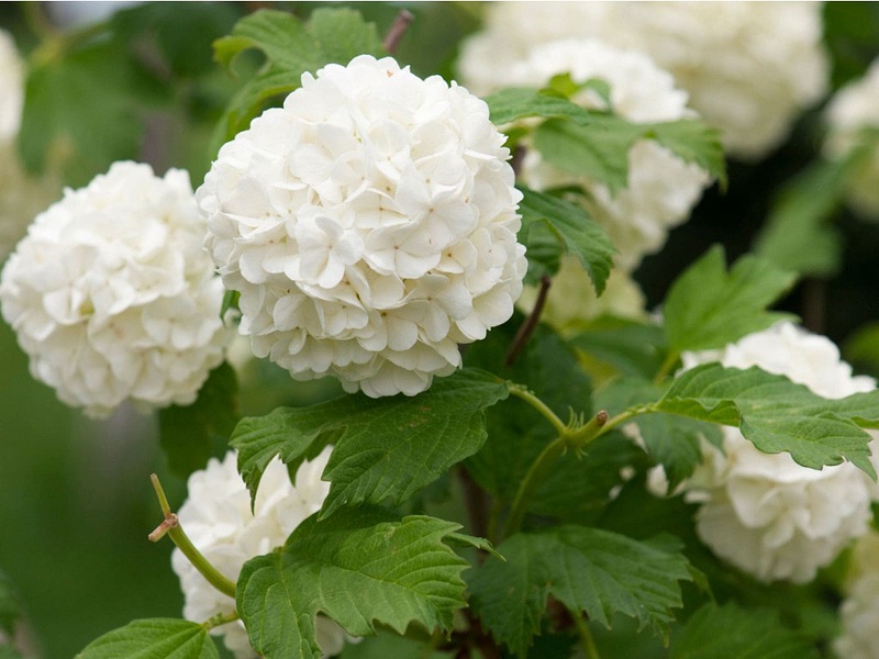 Hoa cẩm tú cầu trắng