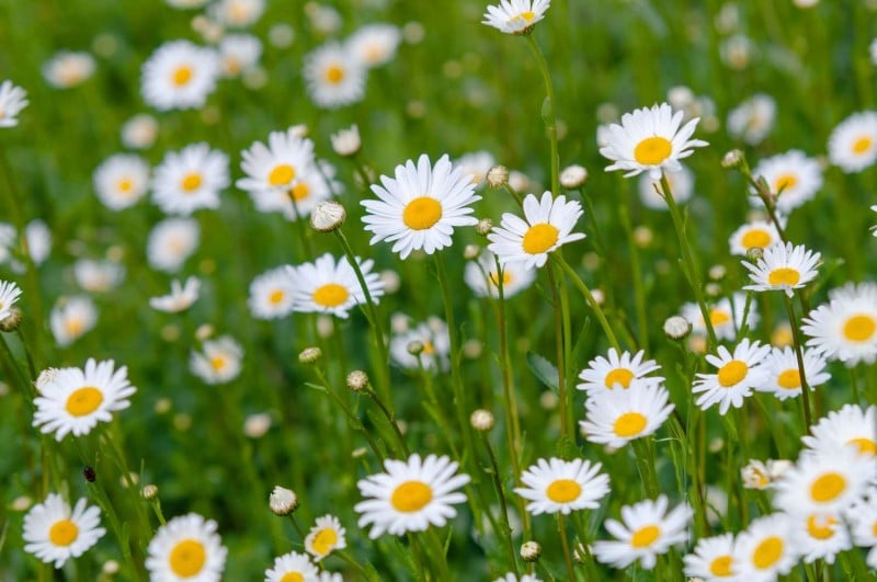Nguồn gốc và đặc điểm của hoa cúc trắng