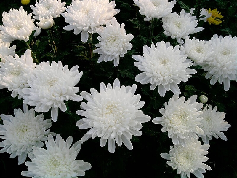 Nguồn gốc và đặc điểm của hoa cúc trắng
