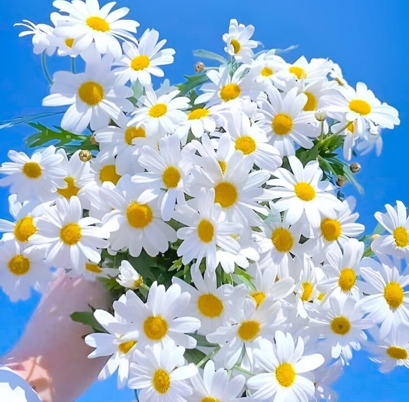 Hoa cúc trắng có ý nghĩa gì?