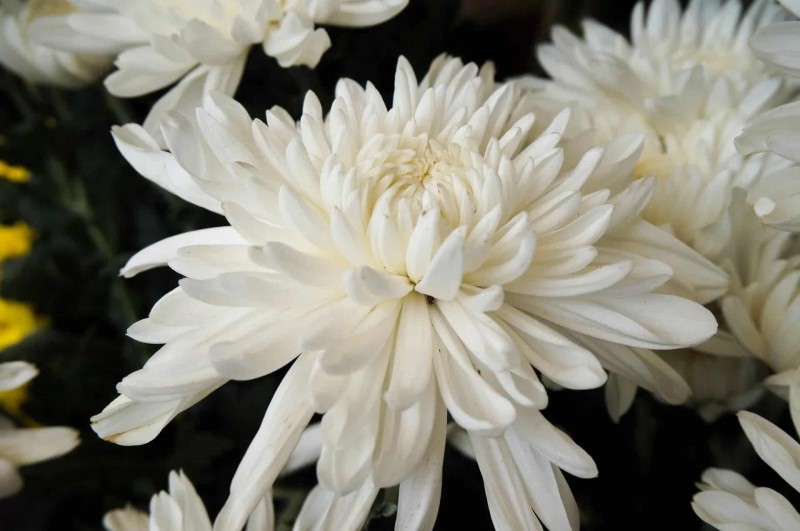 Hoa cúc trắng có ý nghĩa gì?