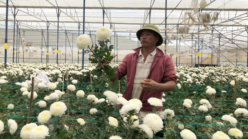 Cách trồng và chăm sóc hoa cúc trắng tại nhà