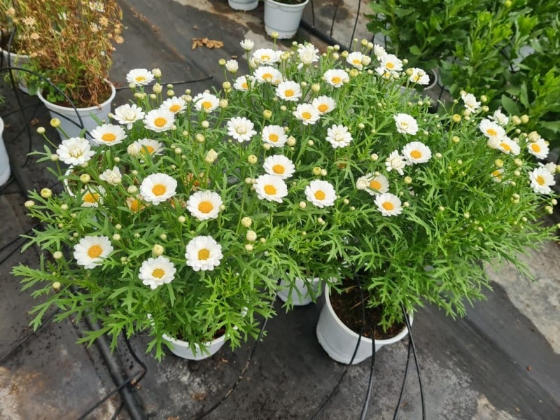 Cách trồng hoa cúc trắng