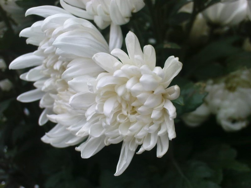 Hoa cúc trắng đẹp