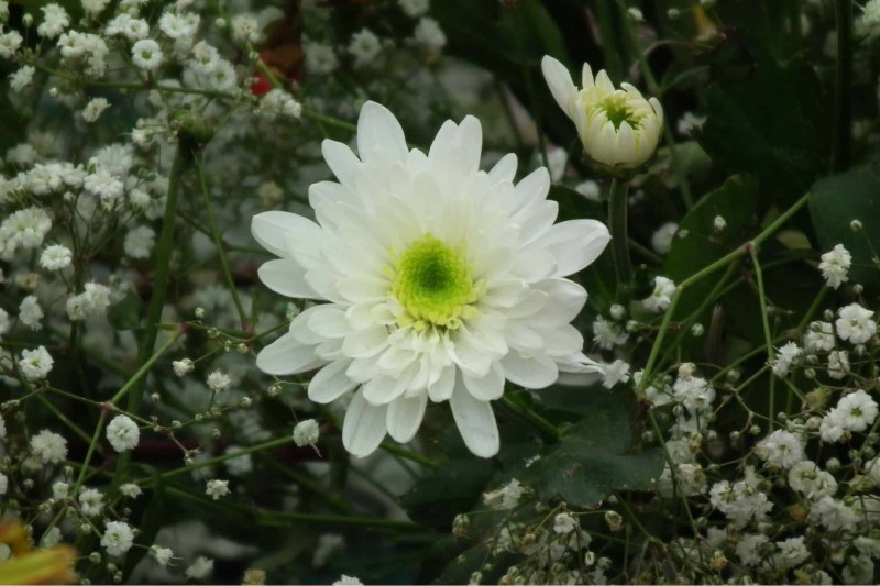 Hoa cúc trắng mang vẻ đẹp trong sáng