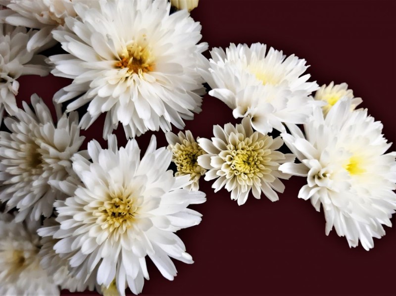 Hoa cúc trắng với vẻ đẹp mộc mạc
