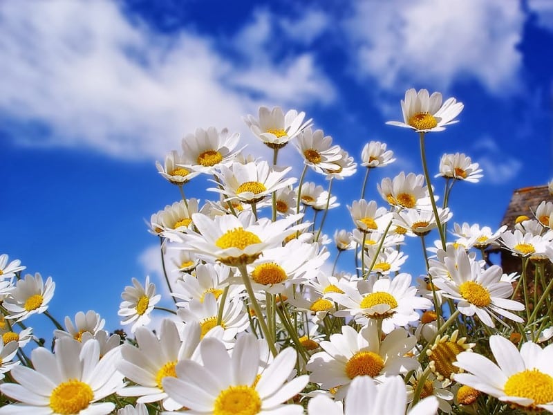 Hoa cúc trắng tượng trưng cho sức sống, hy vọng