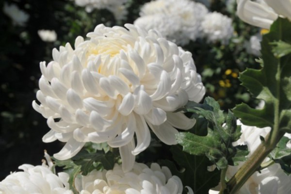 Hình nền hoa cúc trắng đẹp nhất