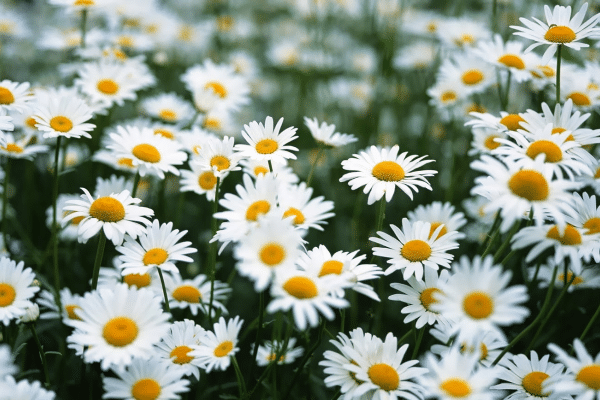 Hoa cúc trắng có ý nghĩa gì? Bật mí những điều thú vị về loài hoa này
