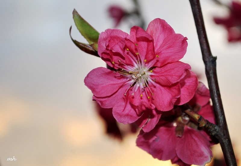 Hoa đào hồng phấn lung linh trên nền xanh của lá