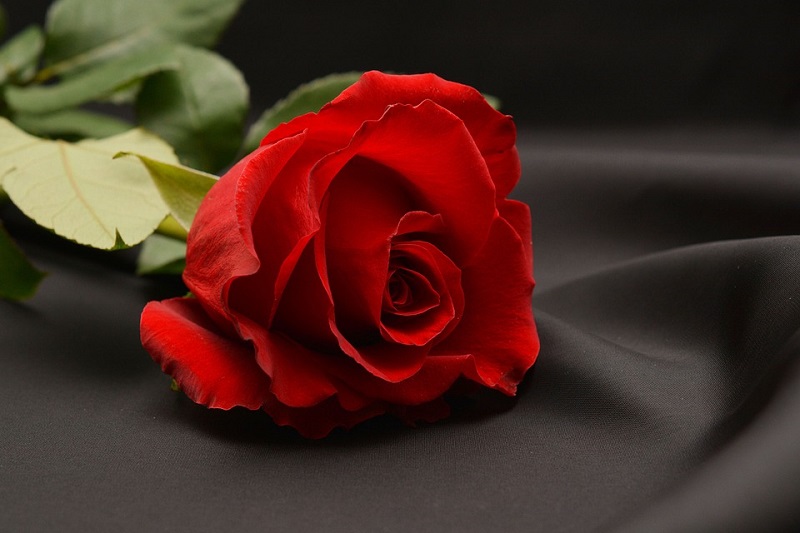 Ý nghĩa hoa hồng trong tình yêu