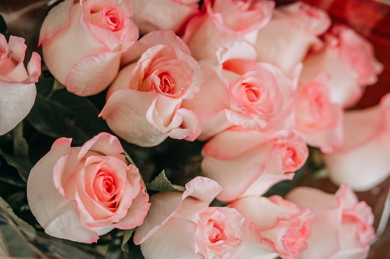 Hoa hồng màu pastel