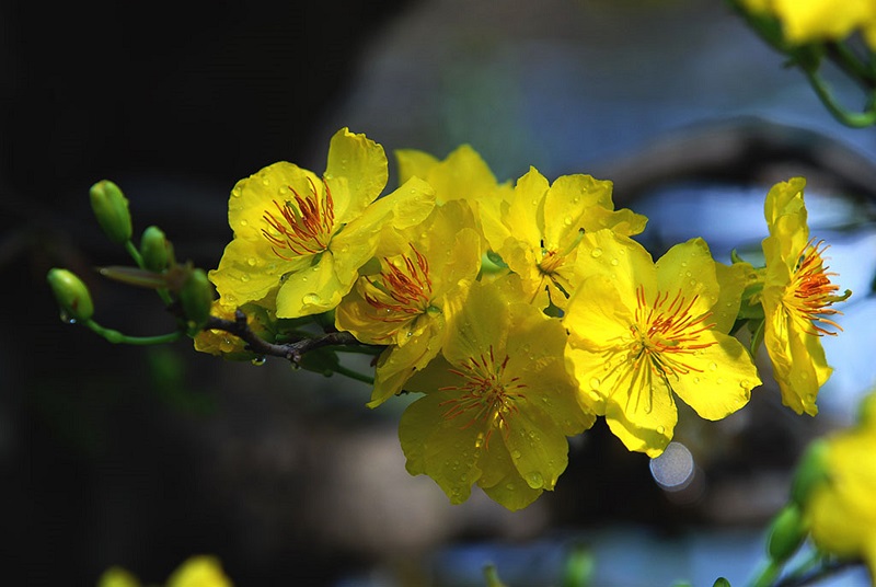 Màu vàng rực rỡ của hoa như ánh nắng ban mai trên cành