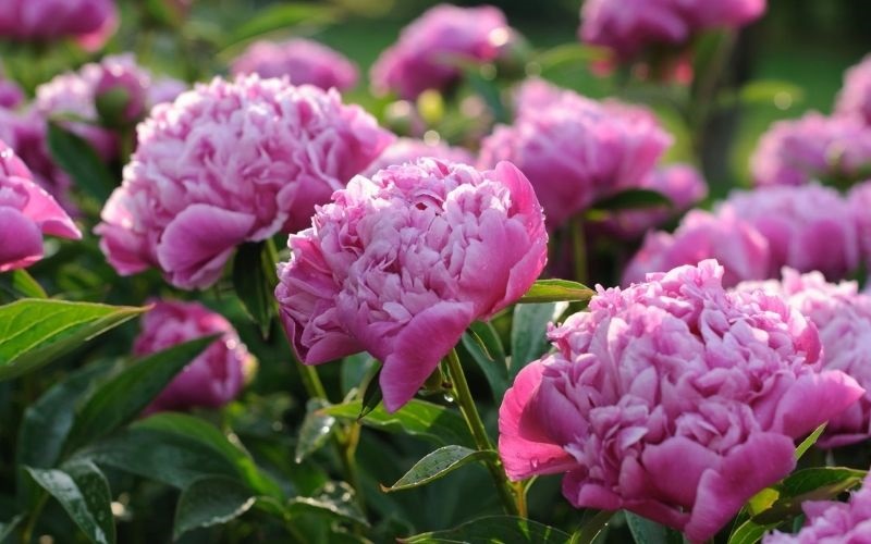 Những loại hoa mẫu đơn đẹp nhất - Hoa mẫu đơn hồng