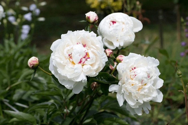Những loại hoa mẫu đơn đẹp nhất - Hoa mẫu đơn trắng