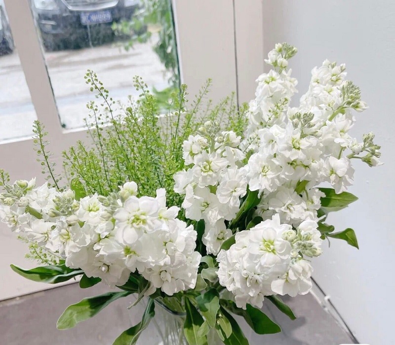 Hoa phi yến trắng