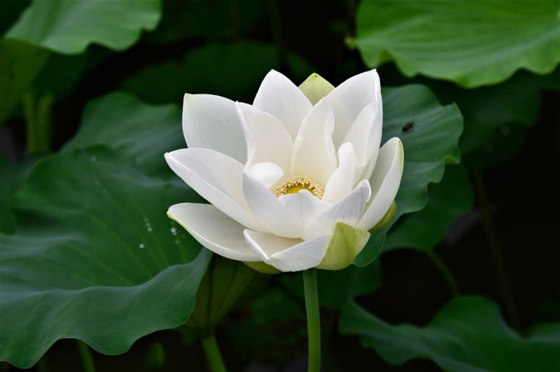 Hoa sen trắng sống trong bùn mà chẳng hôi tanh mùi bùn