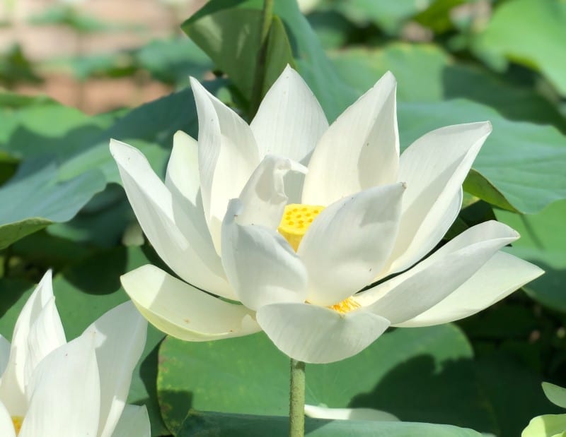 Hoa sen trắng tượng trưng cho tình yêu trong sáng