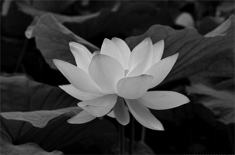 Hoa sen trắng trên nền đen thể hiện sự thành kính trước người đã khuất