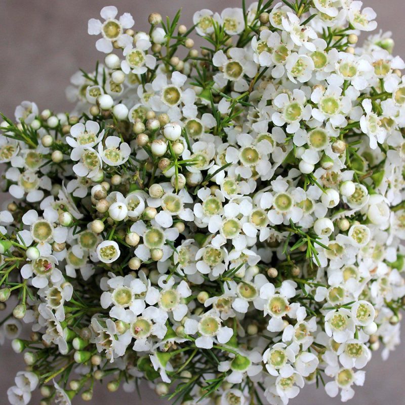 Hoa thanh liễu trắng là biểu tượng cho tình yêu trong sáng