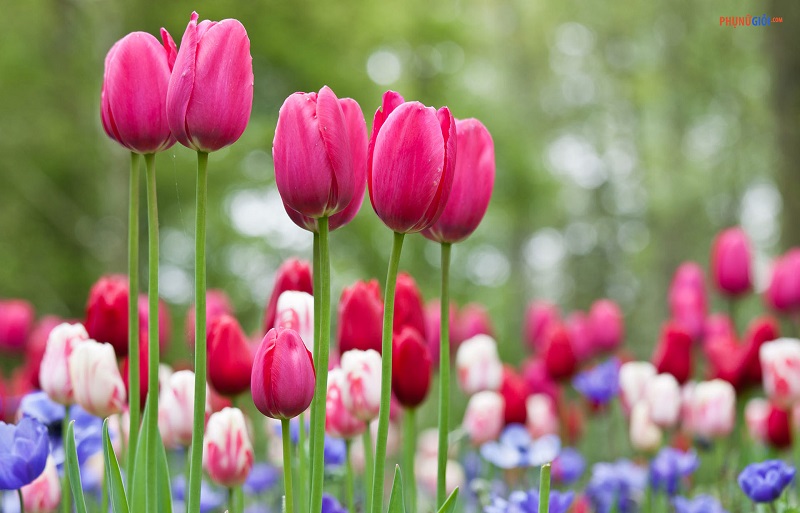 Hình dáng, đặc điểm hoa tulip