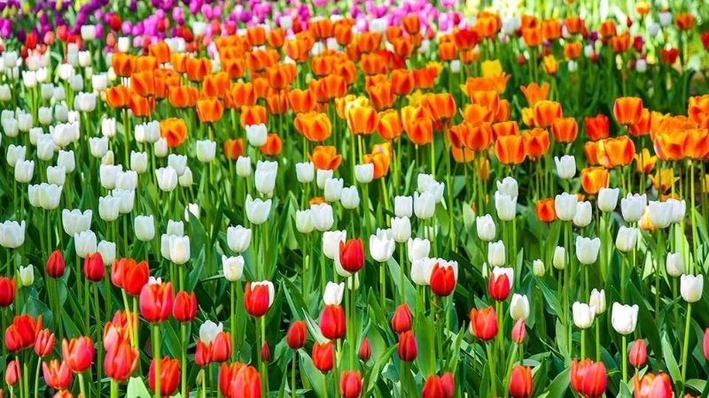 Nguồn gốc hoa tulip