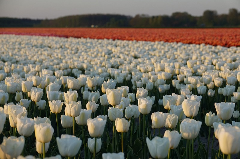 Ý nghĩa tulip trắng