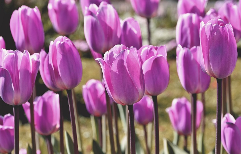 Ý nghĩa tulip tím
