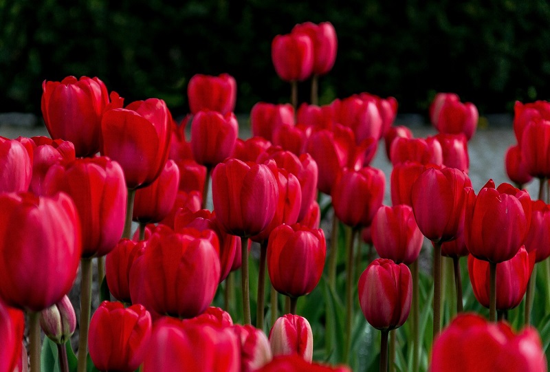 Ý nghĩa tulip đỏ