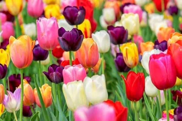 Hoa tulip có ý nghĩa gì? Nguồn gốc, hình dáng, đặc điểm hoa tulip