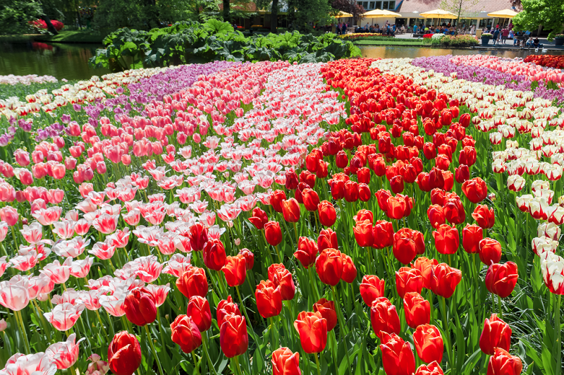 Hoa tulip tượng trưng cho điều gì?