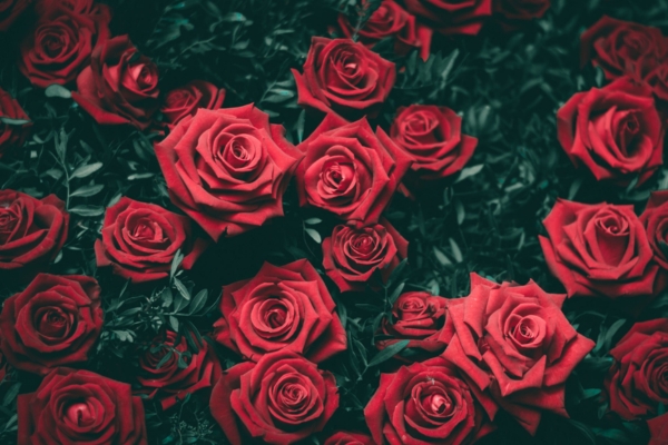 Hoa hồng có ý nghĩa gì? Cách trồng, chăm sóc hoa hồng